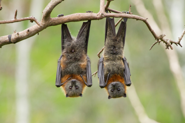 Two flying foxes on a tree branch.