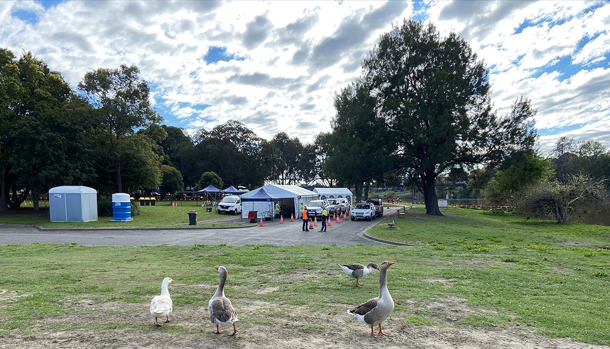 Geese on riverbank near COVID testing clinic